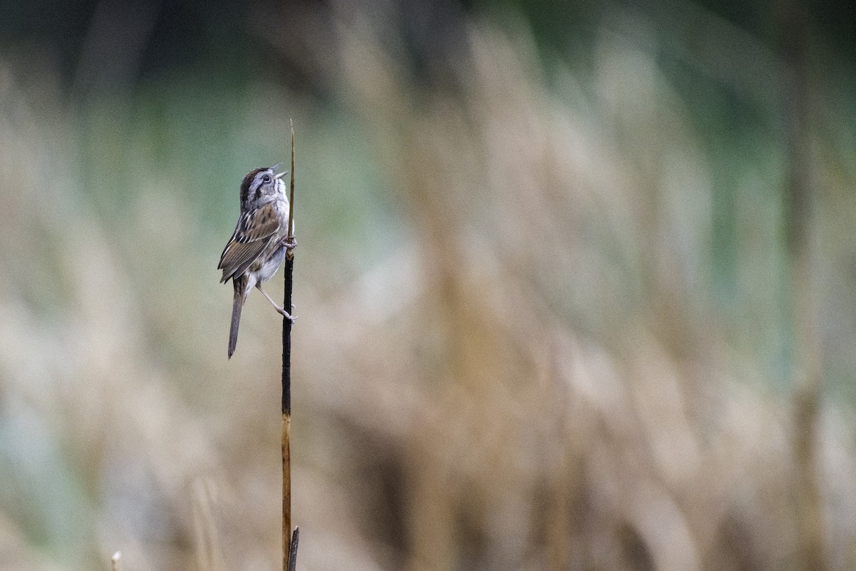 Swamp Sparrow - Jason Daley