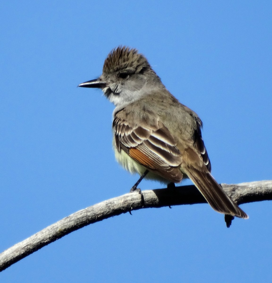 Ash-throated Flycatcher - Cara Barnhill