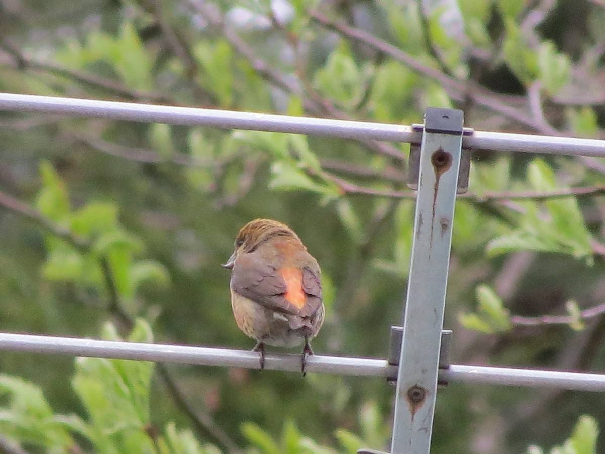 Red Crossbill - ML100148231