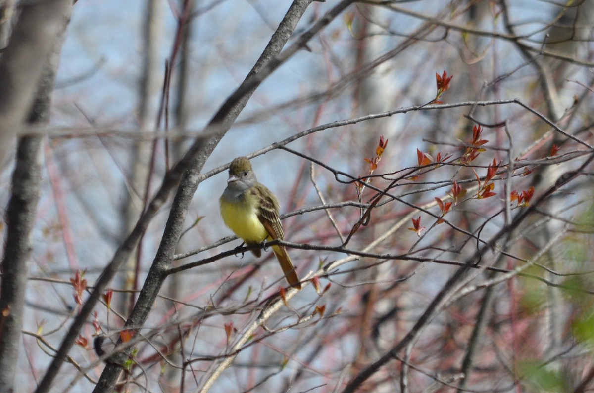 Great Crested Flycatcher - ML100149231