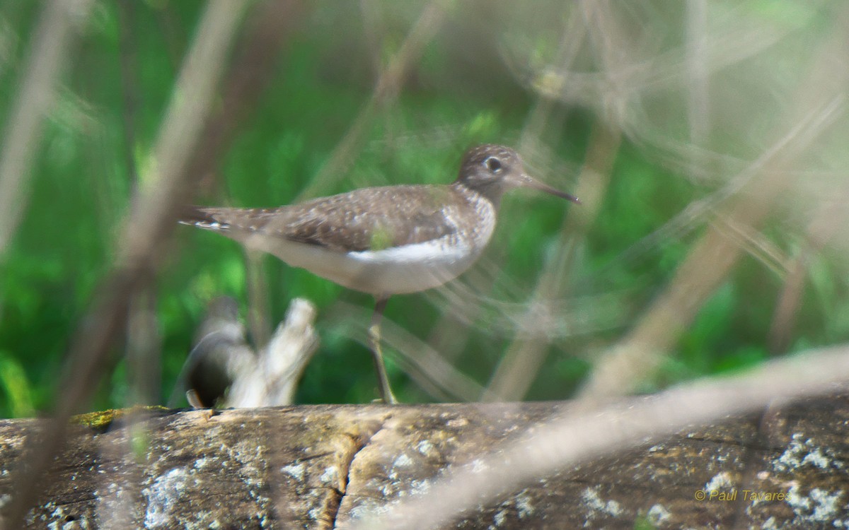 Solitary Sandpiper - Paul Tavares