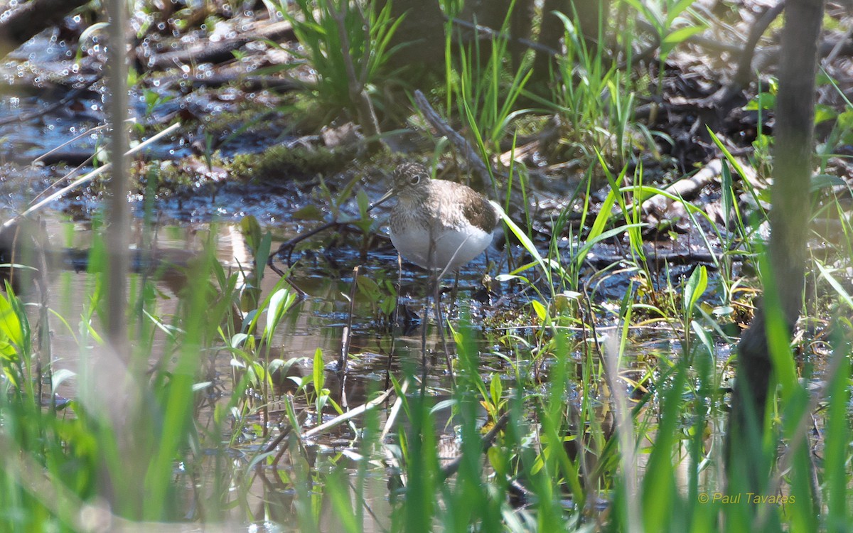 Solitary Sandpiper - ML100150581