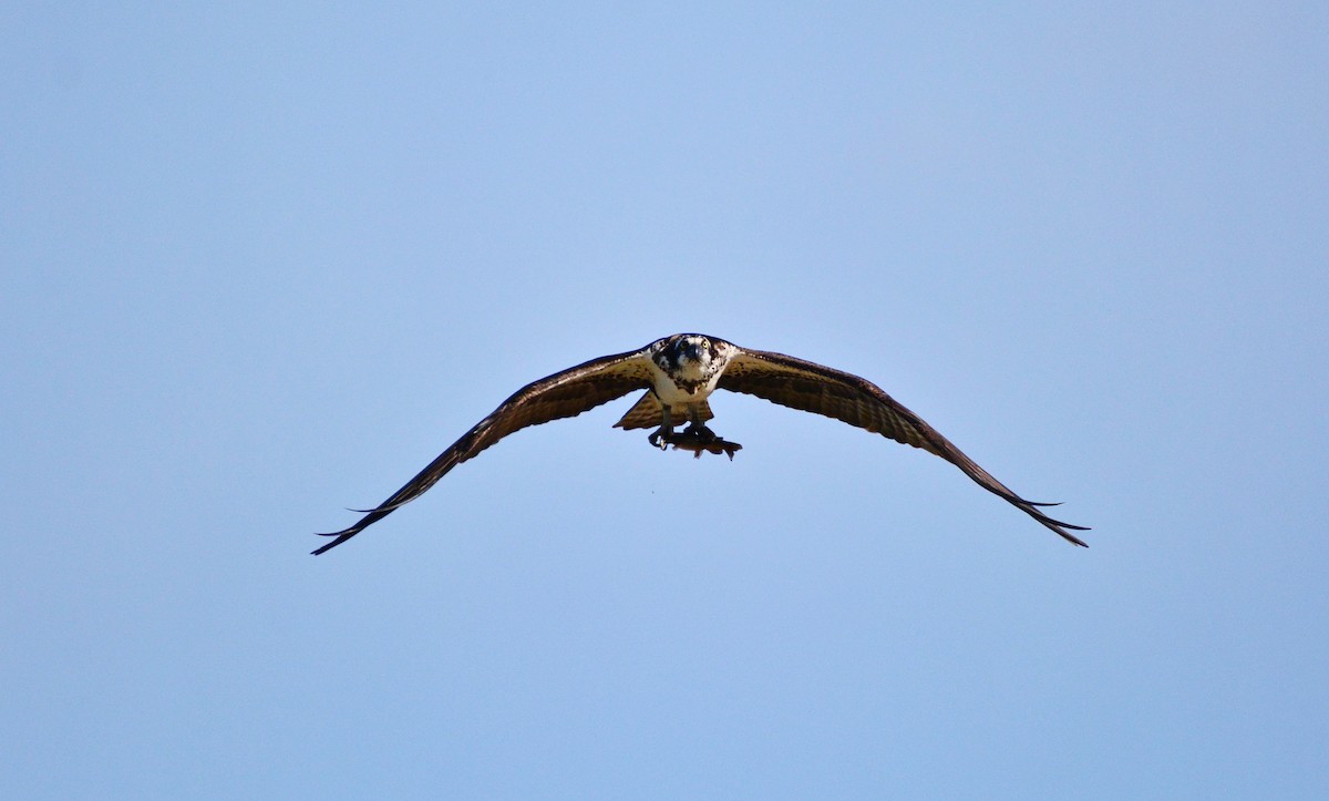 Osprey - Raymond Gagnon