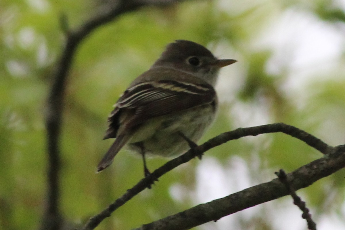 Least Flycatcher - ML100151261