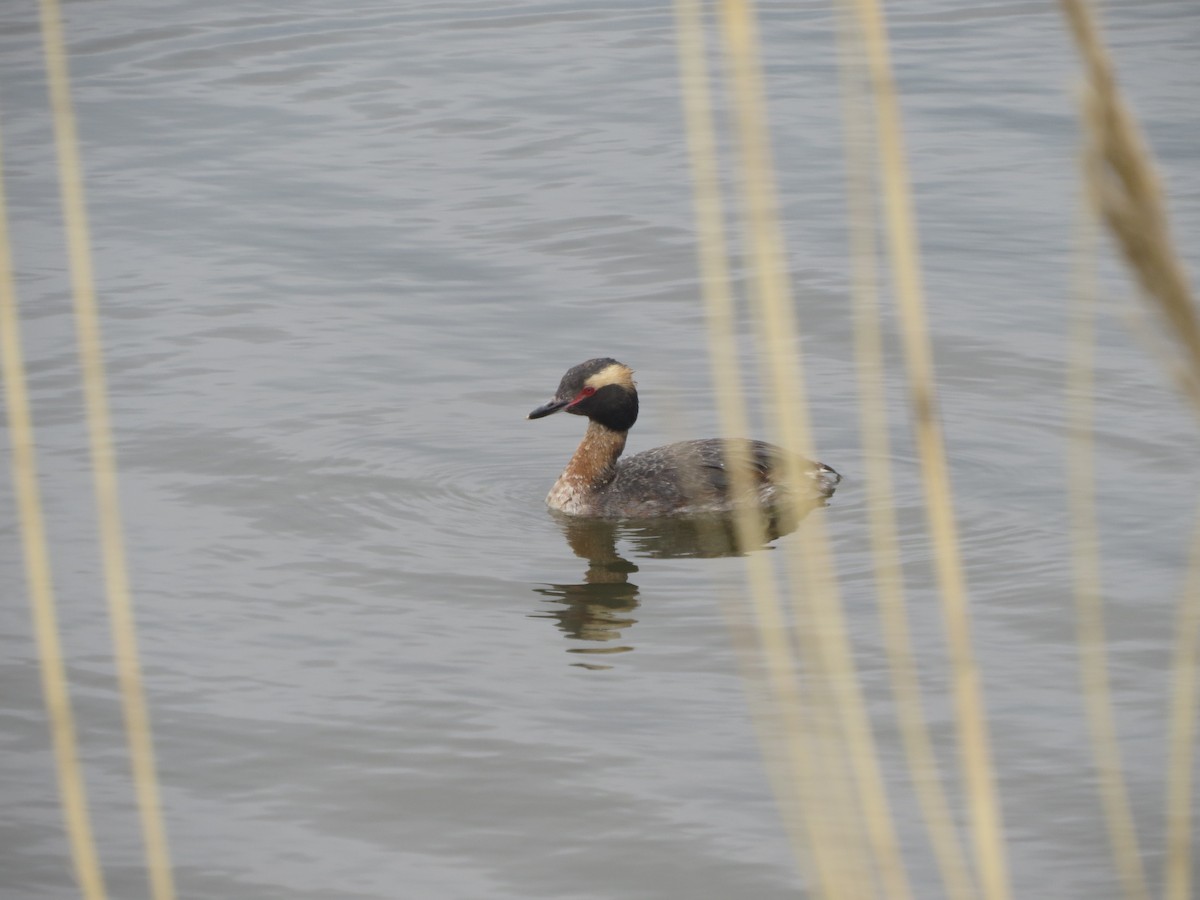 Horned Grebe - ML100151961