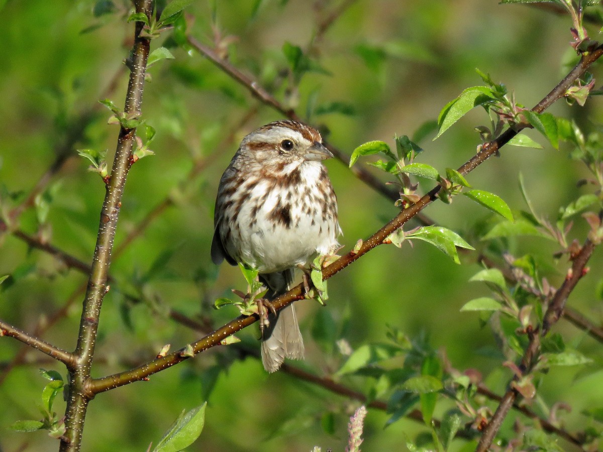 Song Sparrow (melodia/atlantica) - ML100153551