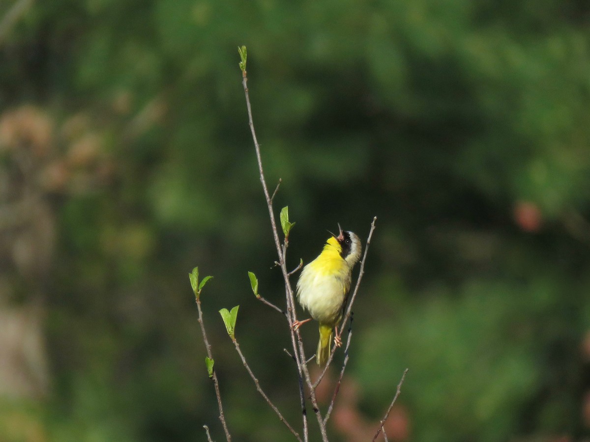 Common Yellowthroat - ML100153781