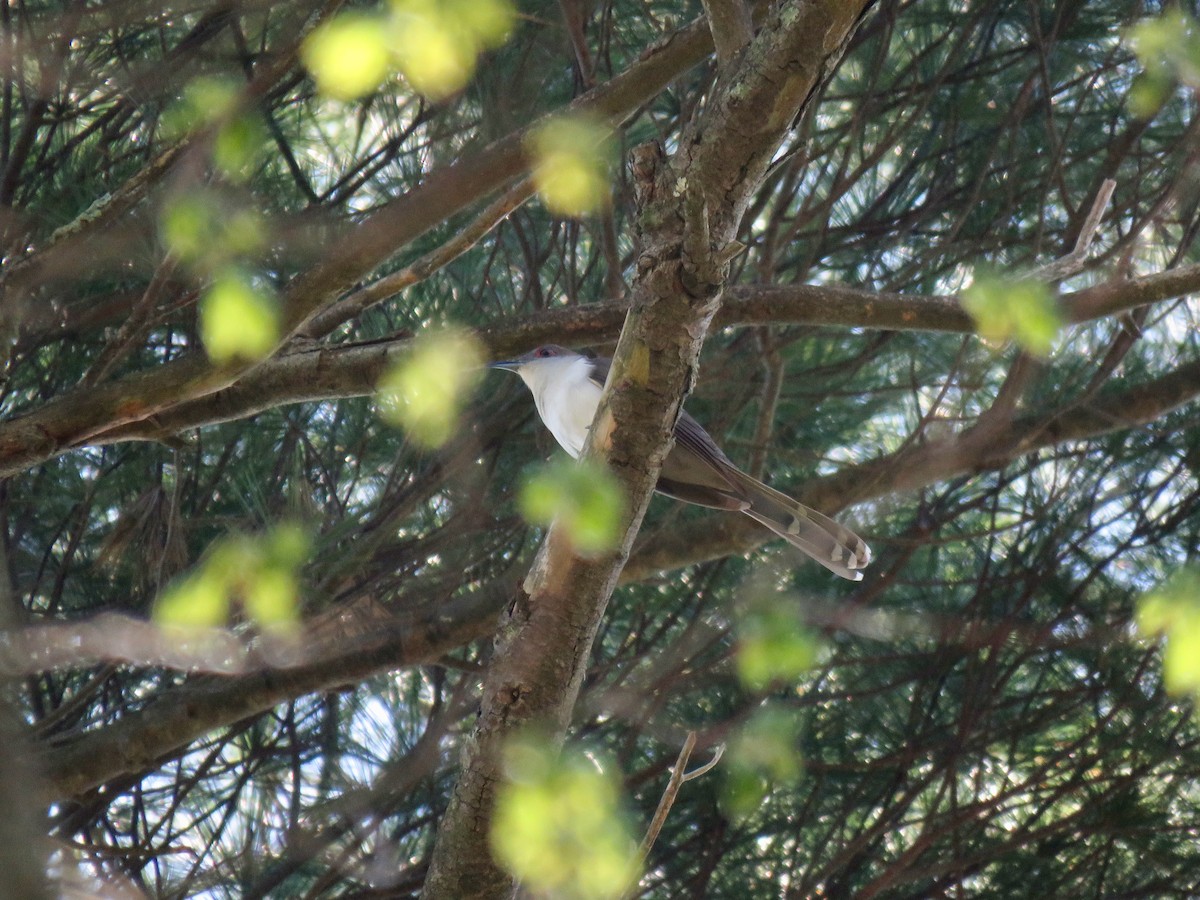 Black-billed Cuckoo - ML100153931