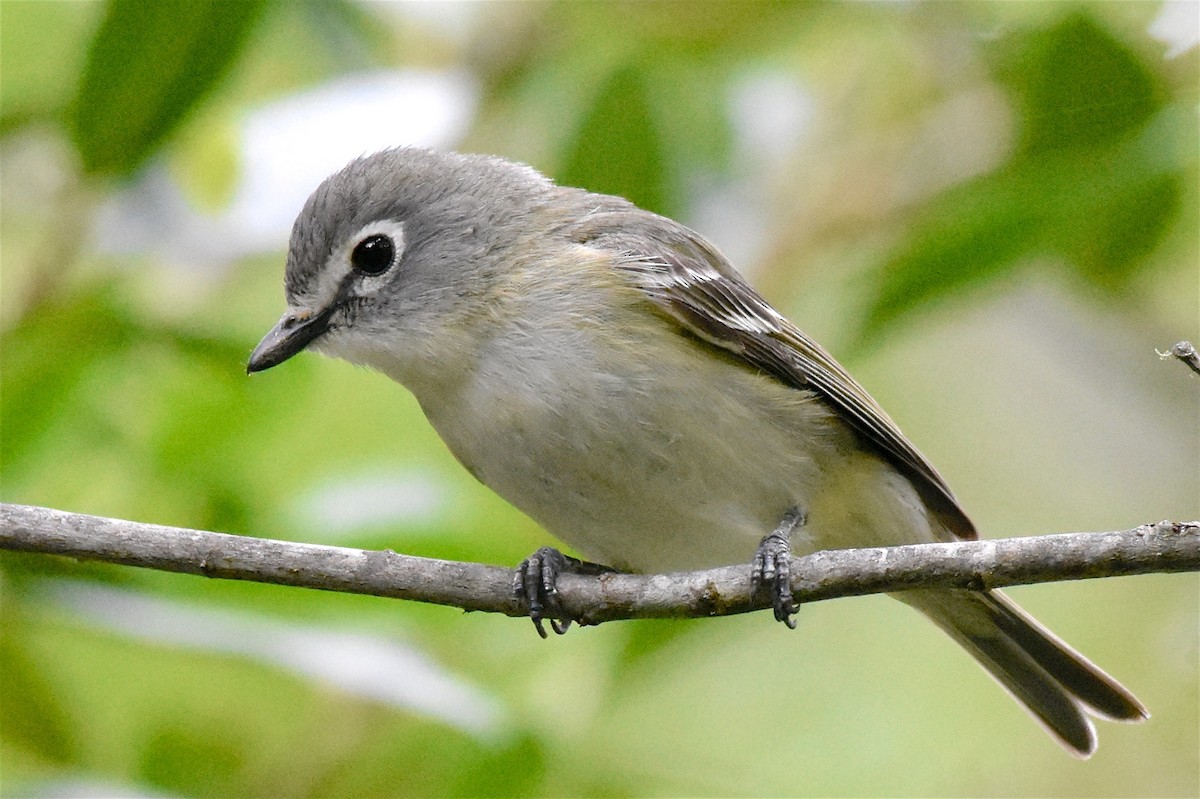 Cassin's Vireo - George Gibbs