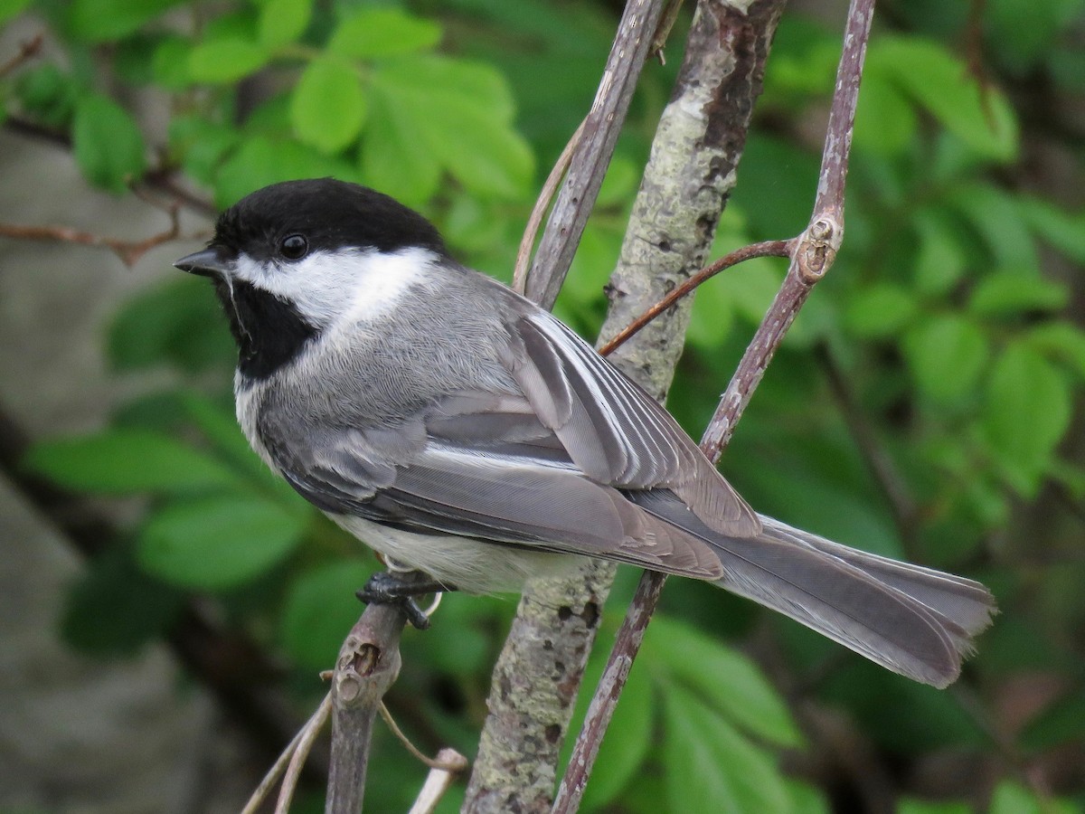 Black-capped Chickadee - ML100157281