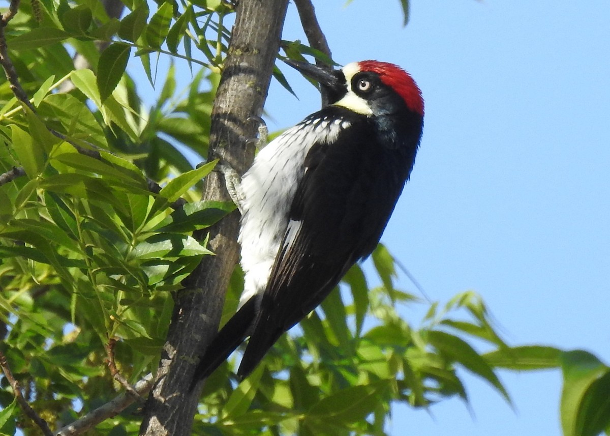 Acorn Woodpecker - ML100157291