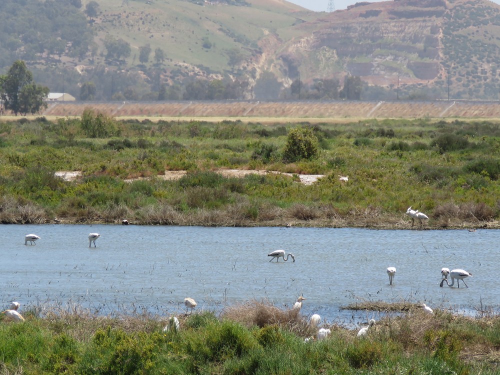 Greater Flamingo - ML100157491