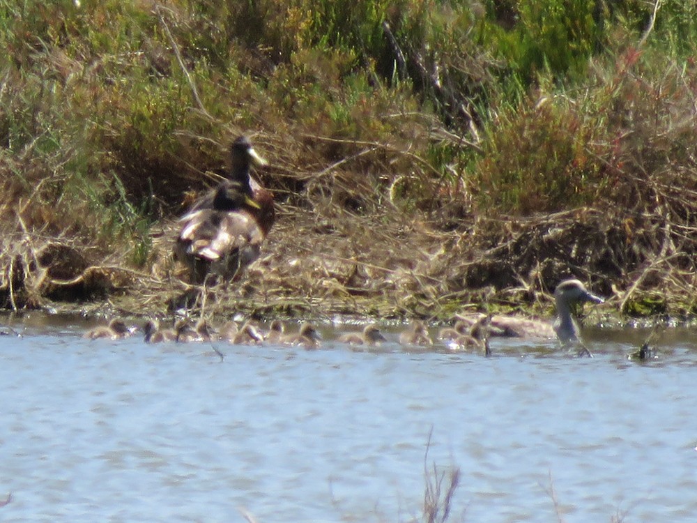 Marbled Duck - ML100157651