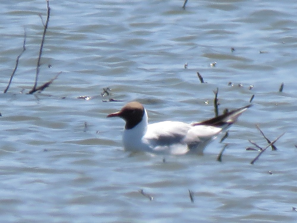 Black-headed Gull - Pedro Fernandes