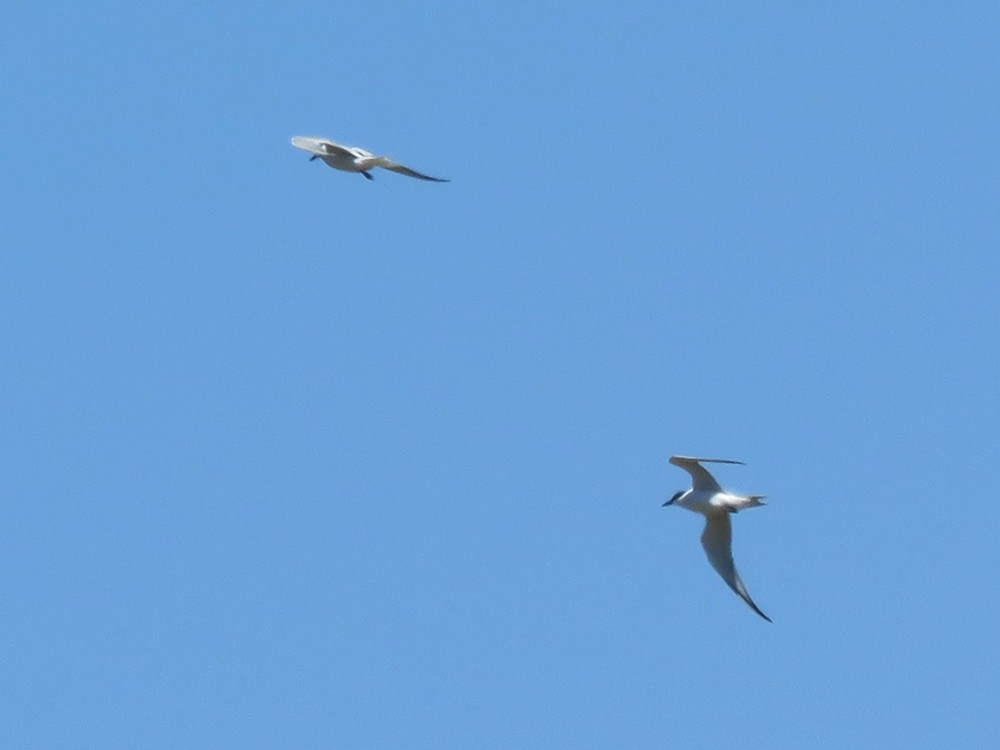 Gull-billed Tern - Pedro Fernandes