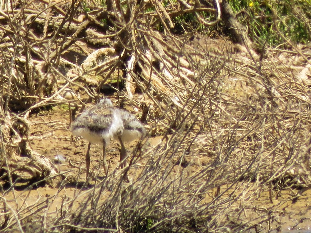 Black-winged Stilt - Pedro Fernandes