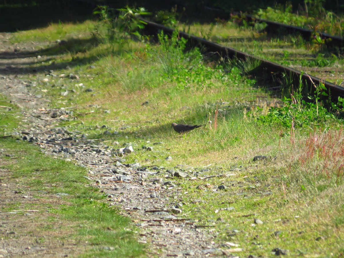 Mourning Dove - ML100158301