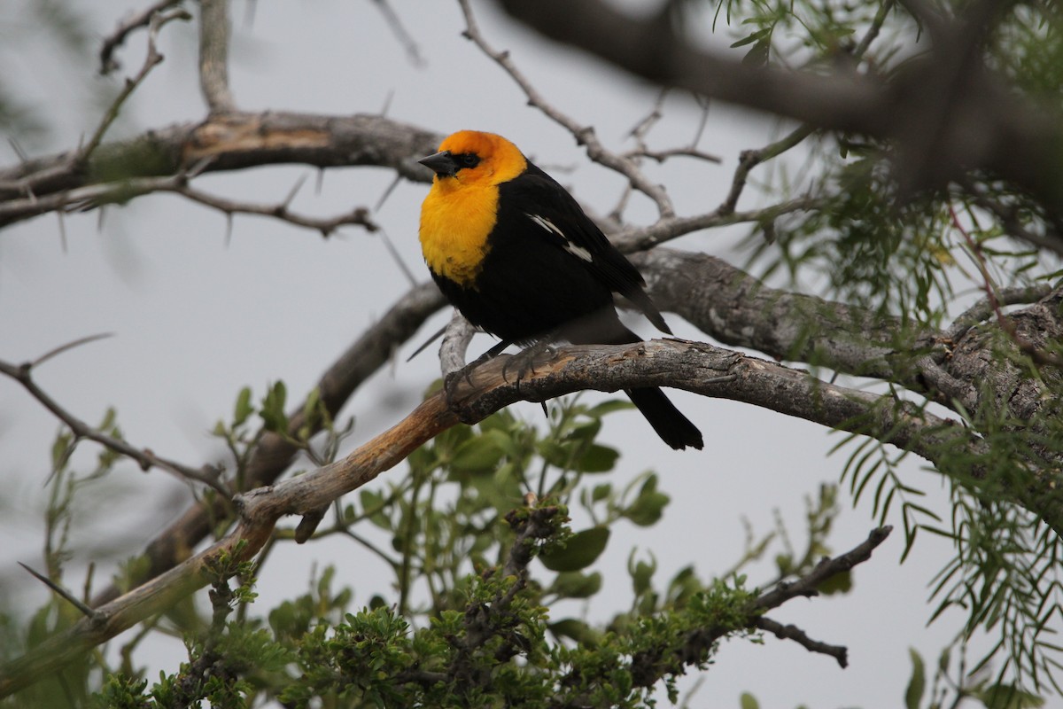 Yellow-headed Blackbird - ML100158481
