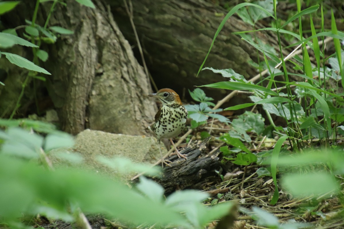 Wood Thrush - ML100159711