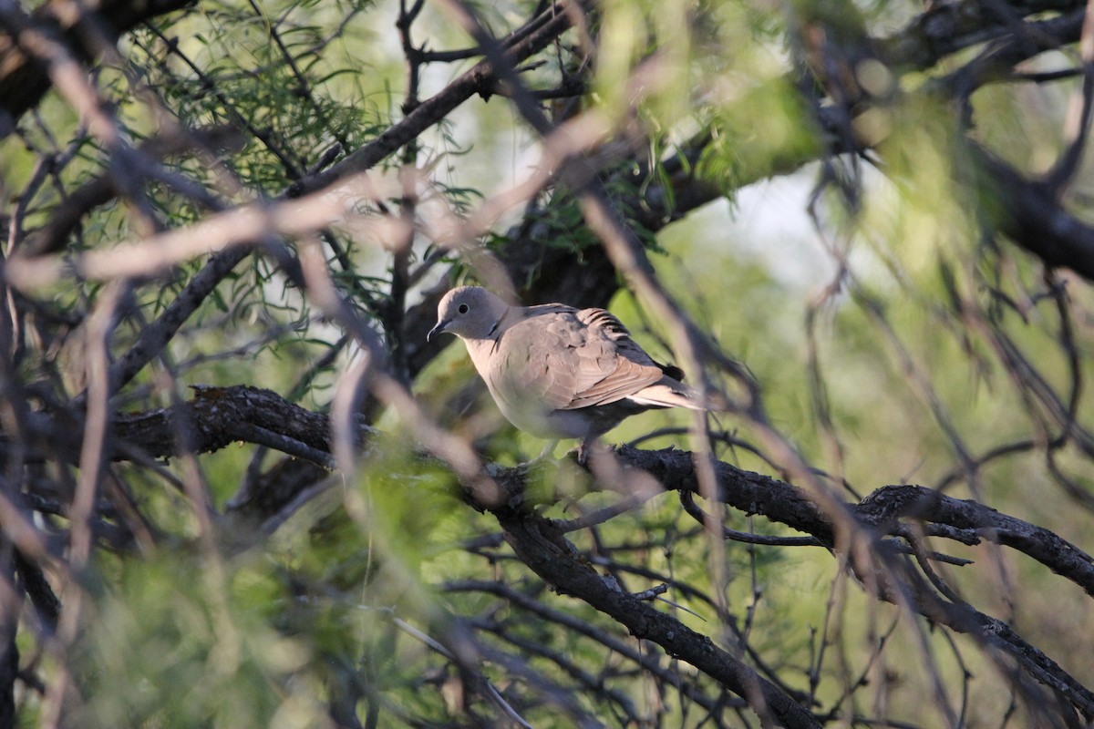 Eurasian Collared-Dove - ML100160191