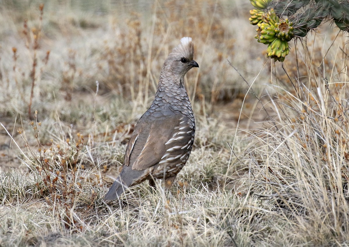 Scaled Quail - ML100160971