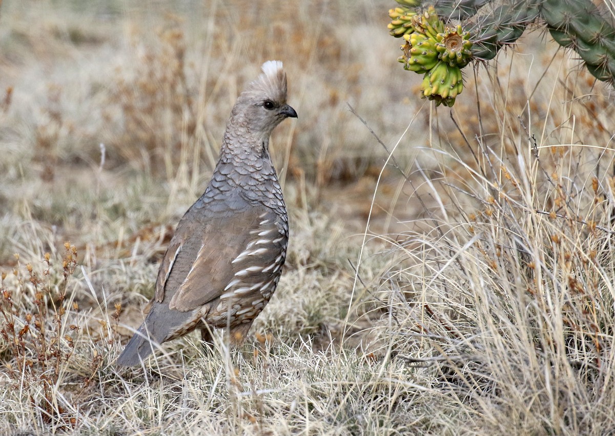 Scaled Quail - ML100160981