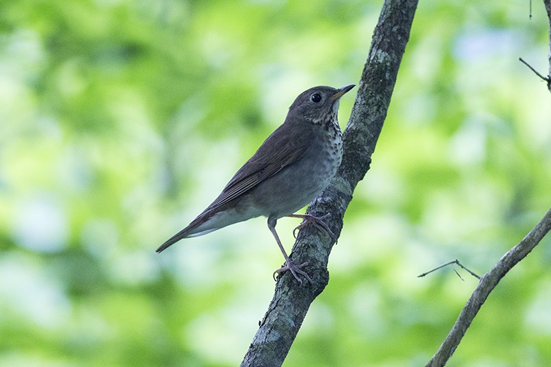 Gray-cheeked Thrush - Martin Wall