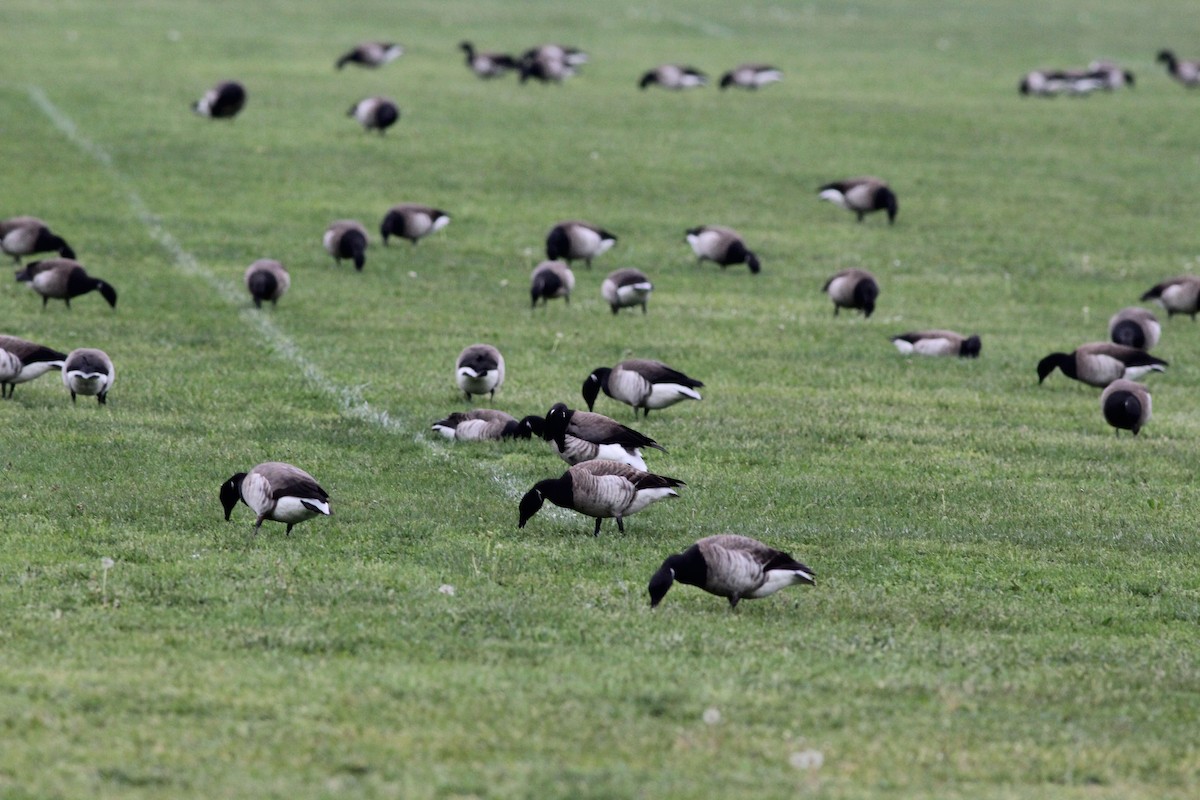 Brant (Atlantic) - ML100164481