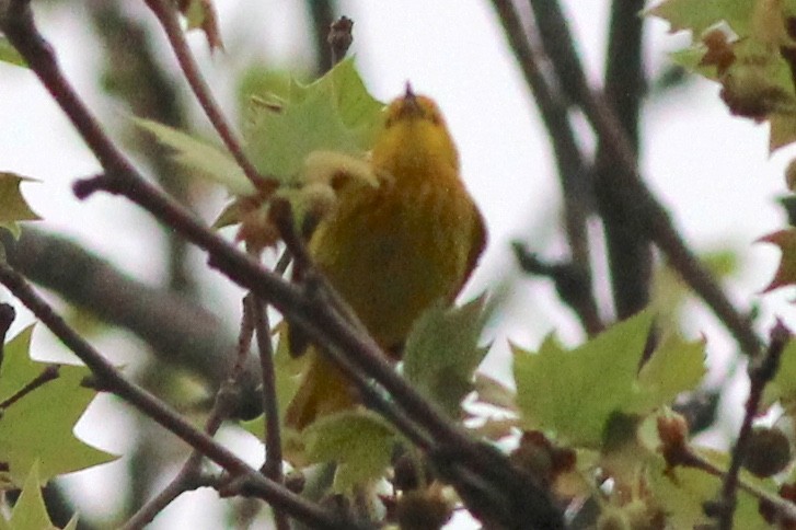 Yellow Warbler (Northern) - ML100166331