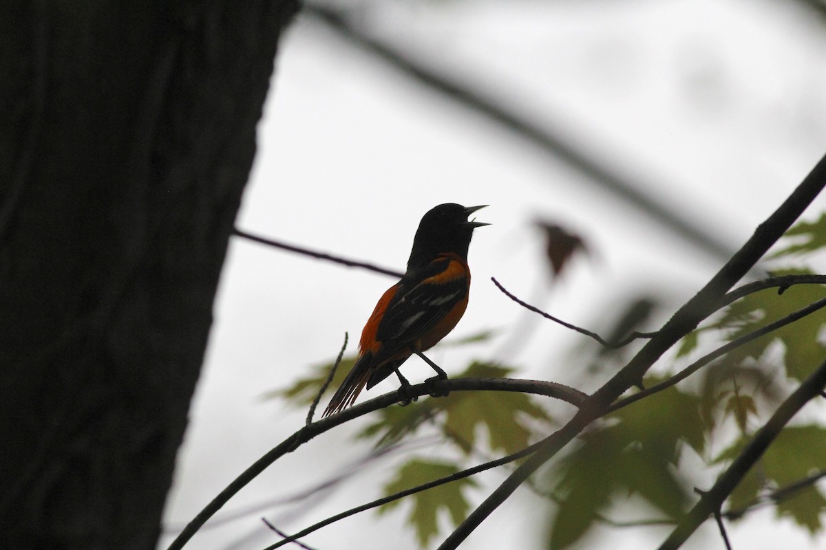 Baltimore Oriole - ML100166381