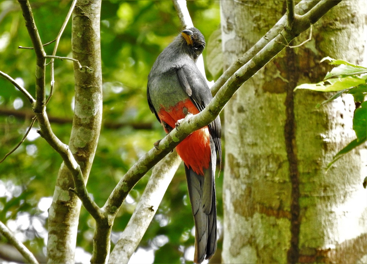 Kara Kuyruklu Trogon - ML100168871