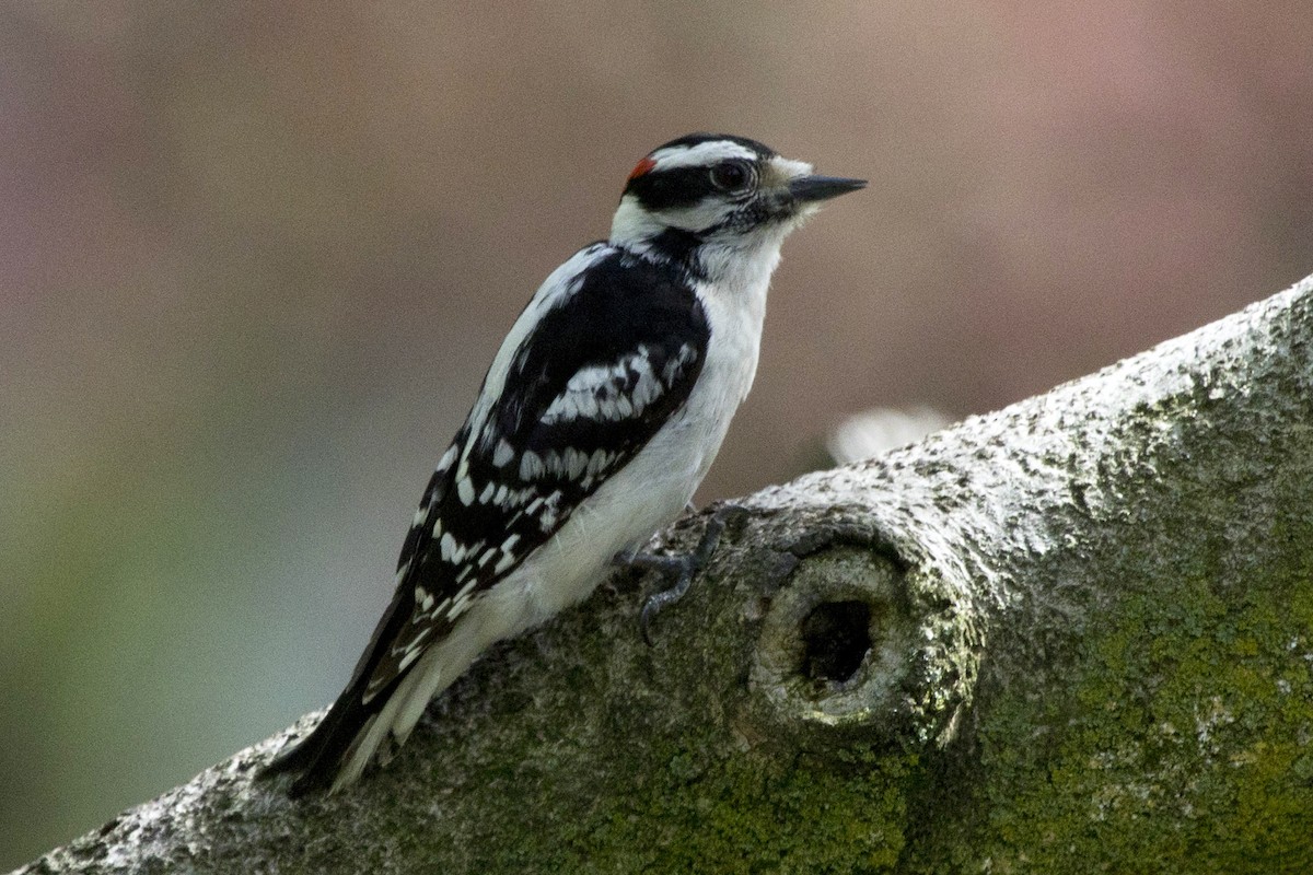 Downy Woodpecker - Michael Bowen