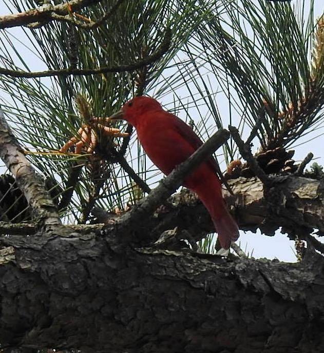 Summer Tanager - ML100170931