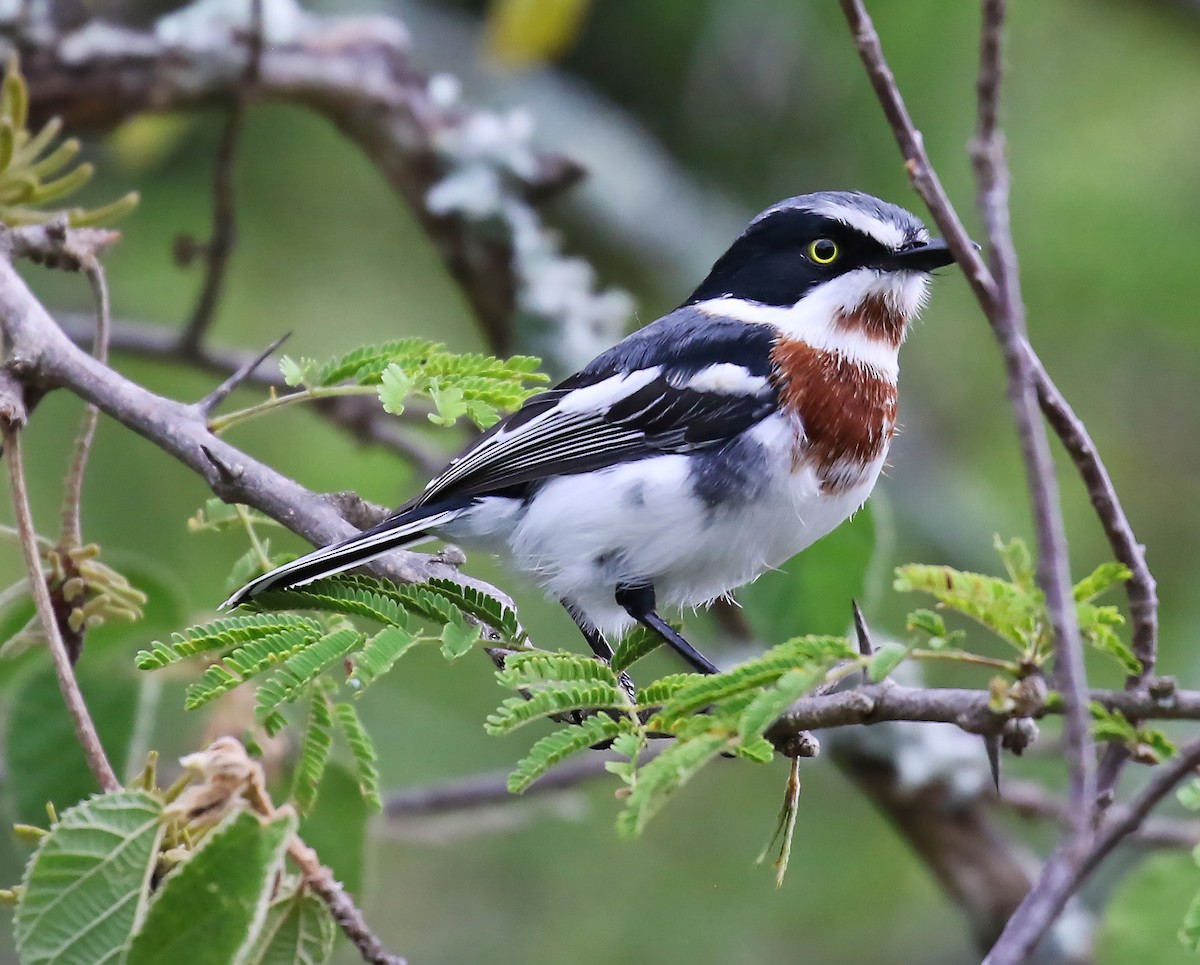 Chinspot Batis - olivia graves