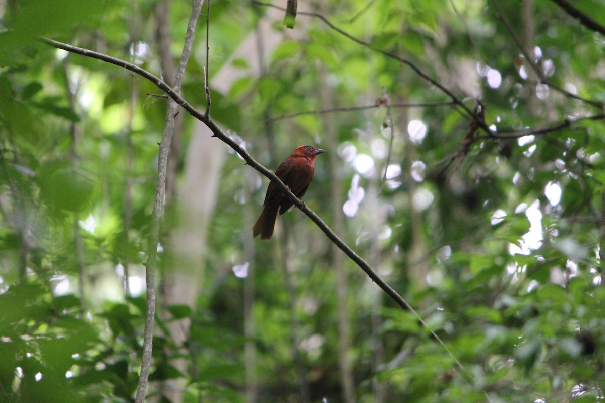 Red-crowned Ant-Tanager - ML100174761