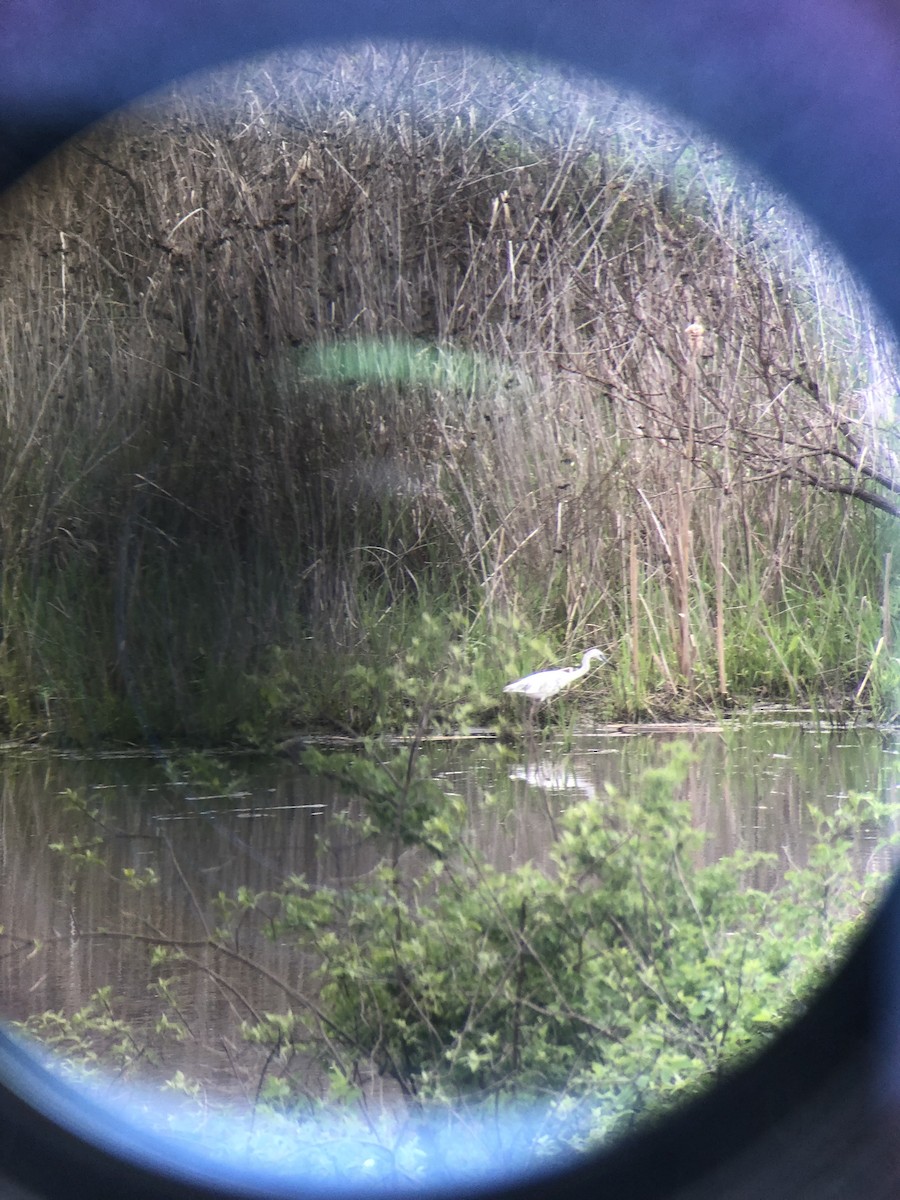 Little Blue Heron - Scott Brookens