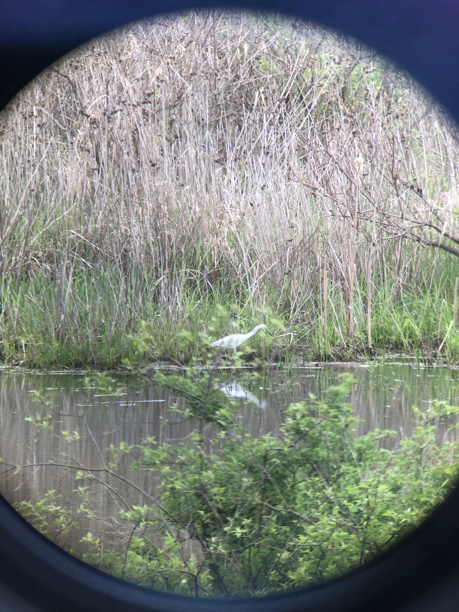 Little Blue Heron - Scott Brookens