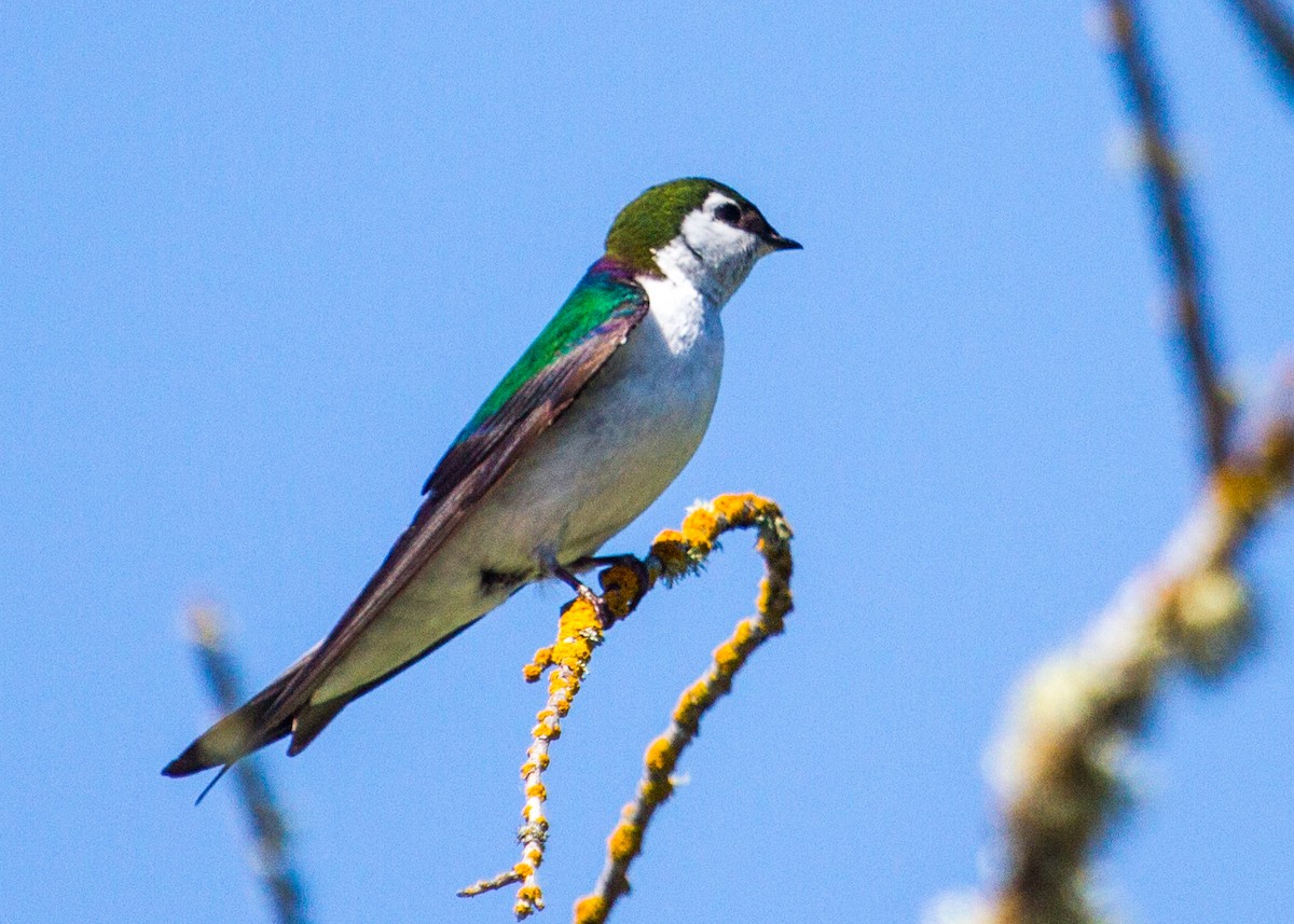 Violet-green Swallow - ML100179551