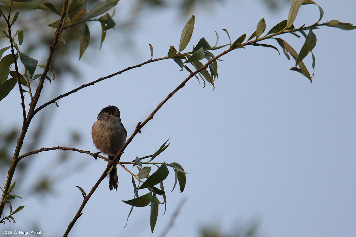 Long-tailed Tit - Hugo Areal