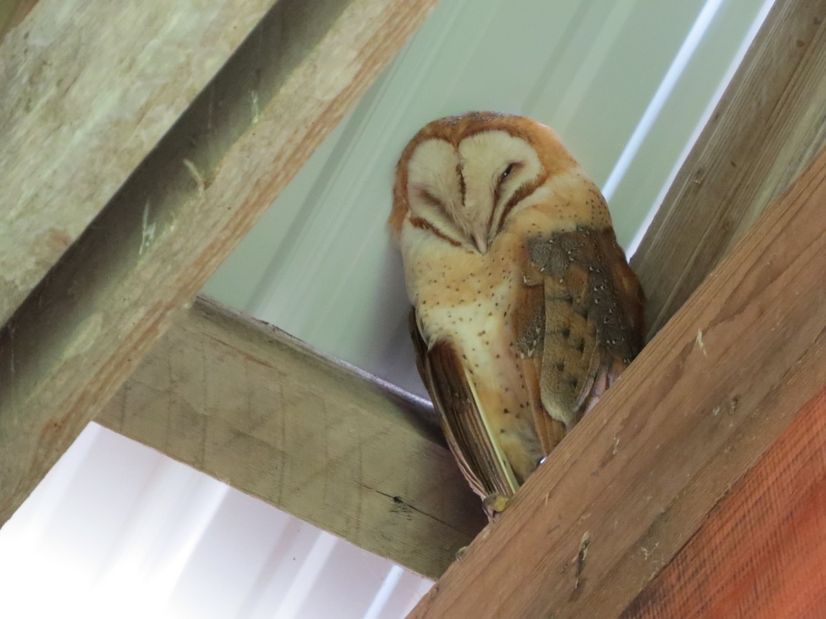 Barn Owl - ML100181371