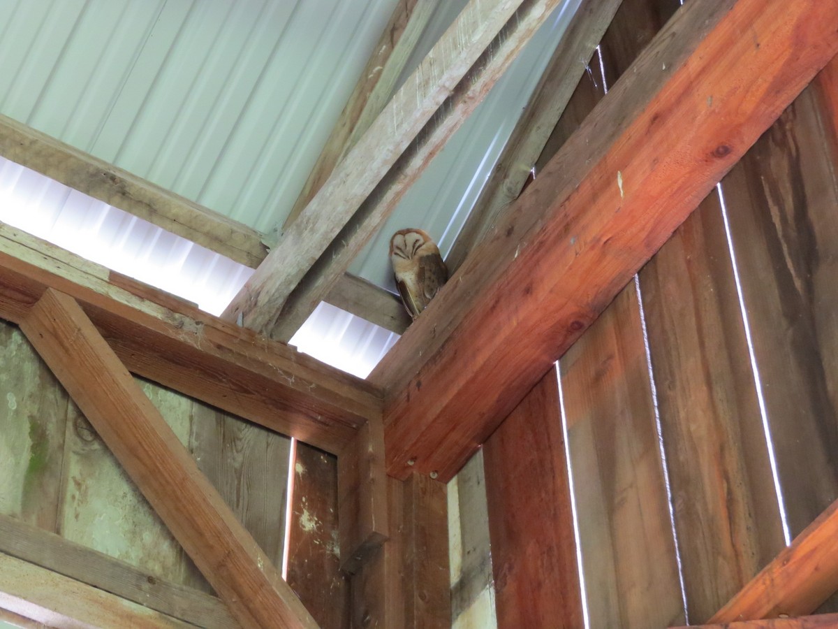 Barn Owl - ML100181451