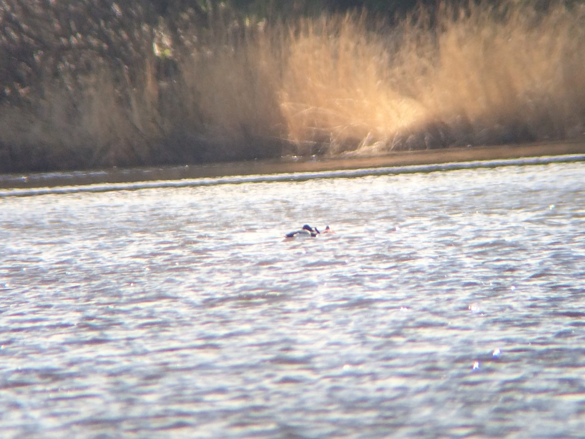 Ruddy Duck - ML100182651