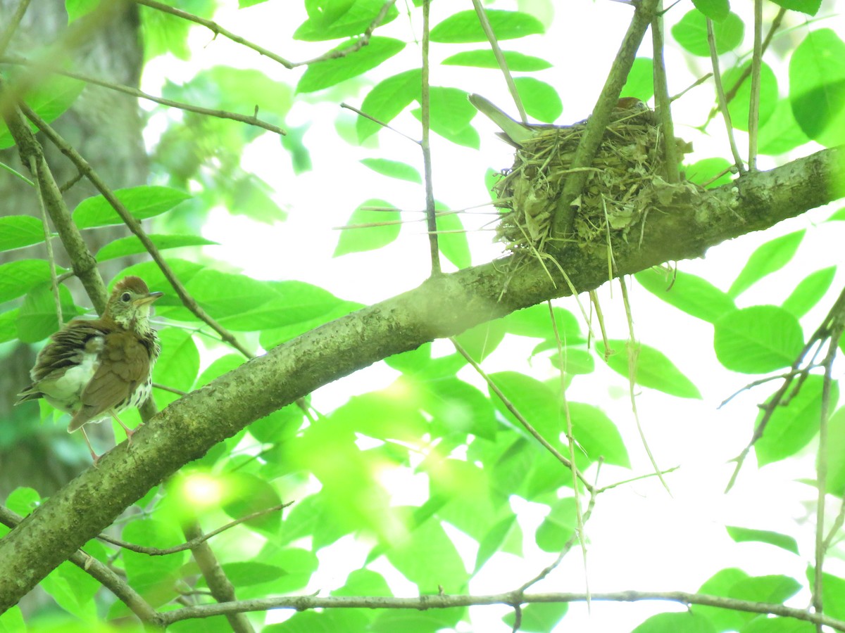 Wood Thrush - ML100182791