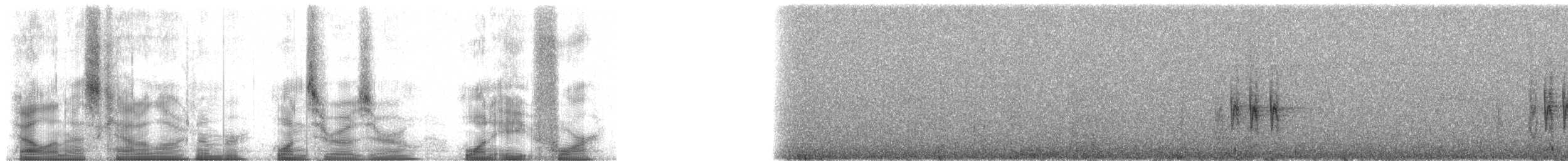 チェバートオオハシモズ（chabert） - ML100184