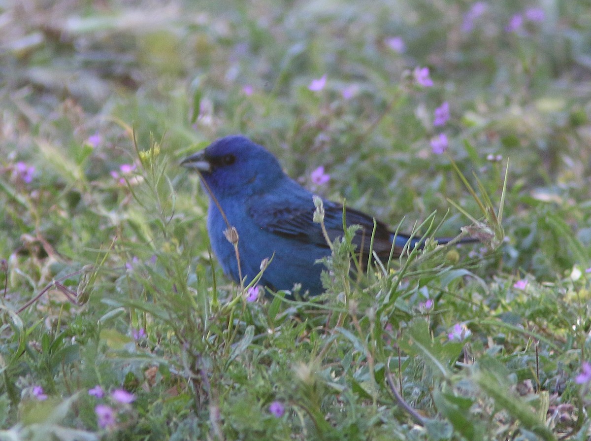 Indigo Bunting - Stephen Myers