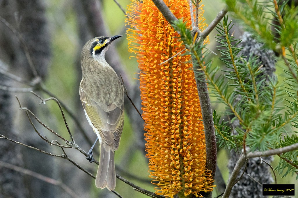 Yellow-faced Honeyeater - ML100185401