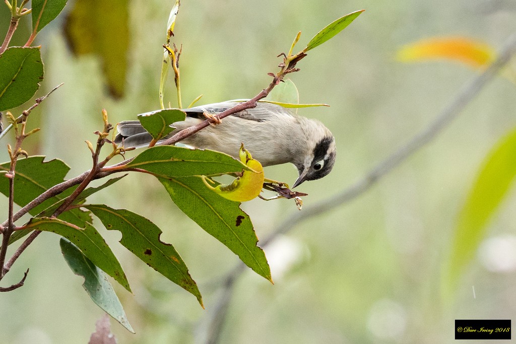 Brown-headed Honeyeater - ML100185671