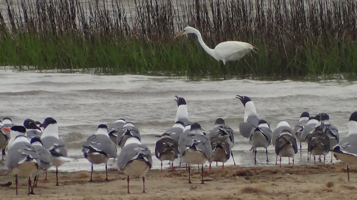 Great Egret - ML100188021