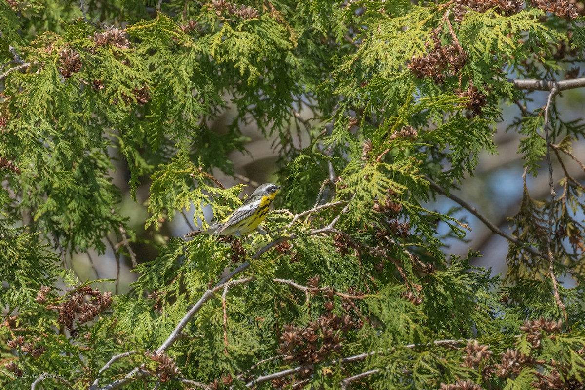 Magnolia Warbler - ML100189671