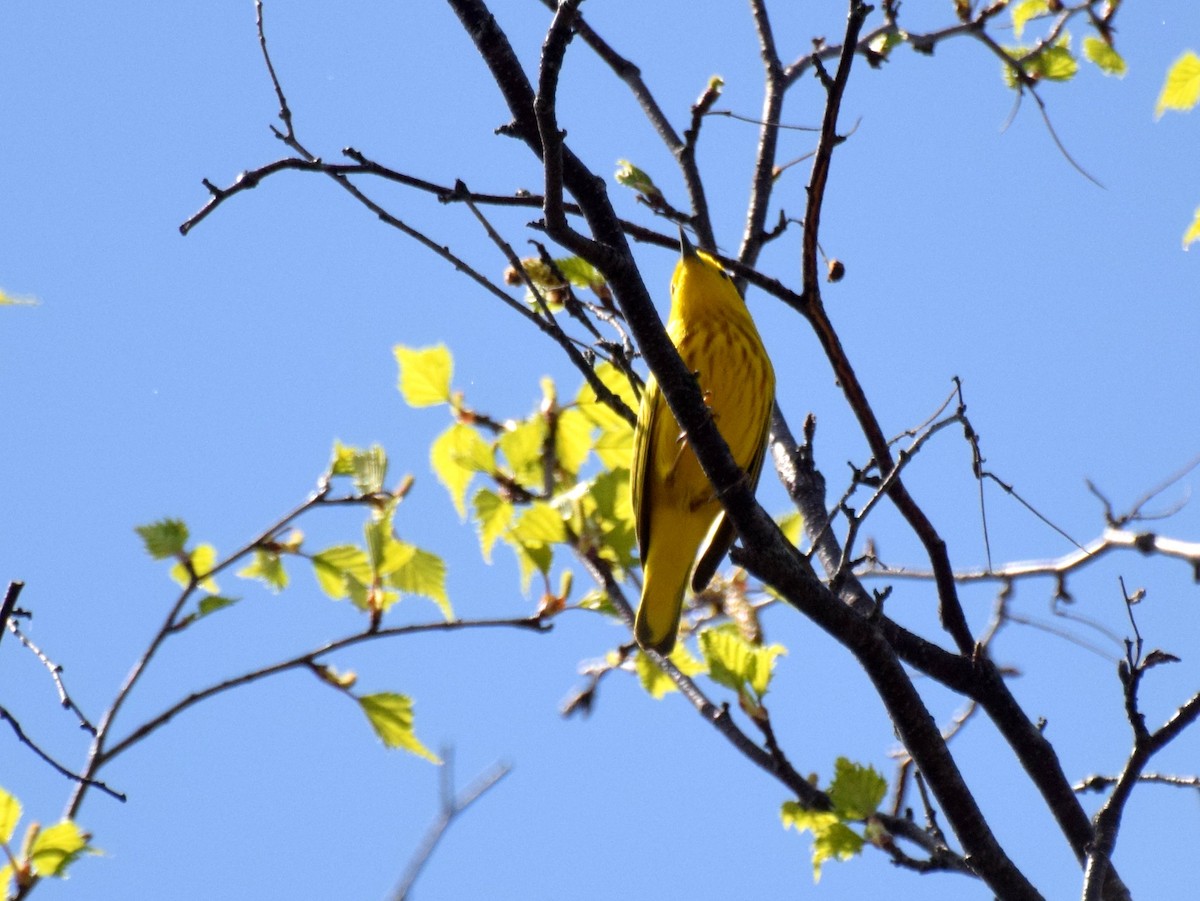 Yellow Warbler - ML100189831